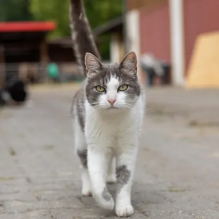 In Laendlicher Lage Daire Meckenbeuren