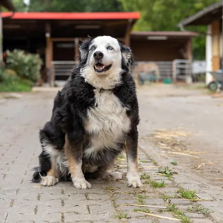 Daire In Laendlicher Lage Meckenbeuren