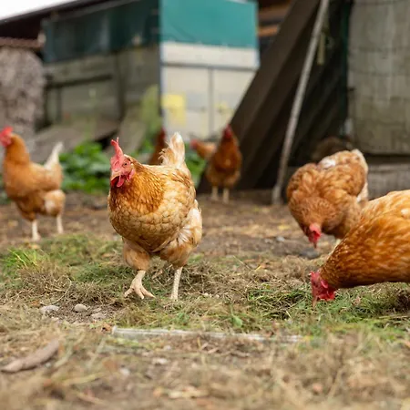 In Laendlicher Lage Meckenbeuren