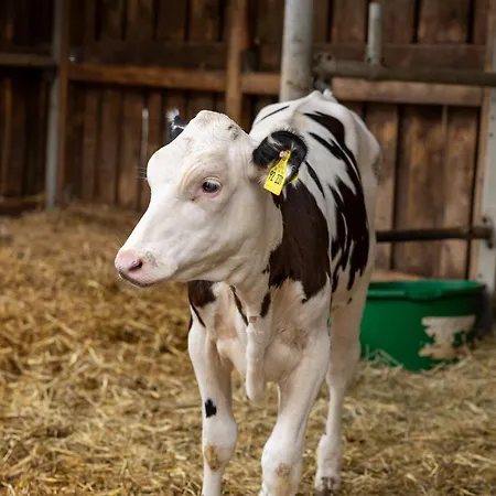 In Laendlicher Lage * Meckenbeuren