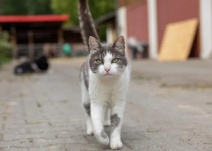 In Laendlicher Lage Apartamento Meckenbeuren