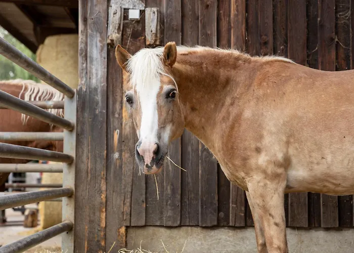Apartamento In Laendlicher Lage