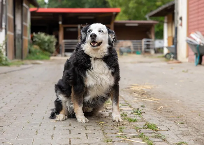 Apartamento In Laendlicher Lage Meckenbeuren