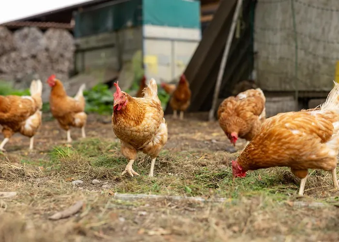 In Laendlicher Lage Meckenbeuren