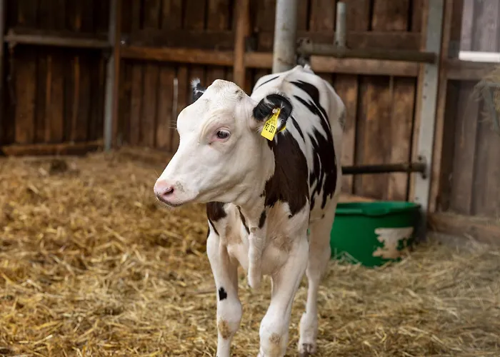 In Laendlicher Lage * Meckenbeuren